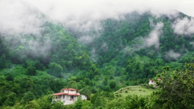 A Magical Landscapes Of Jungle In The North Of Iran Which Its Peak Covered By Fog