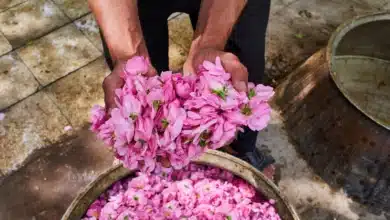 Kashan city, distillation of rose for the fabrication of the rose water